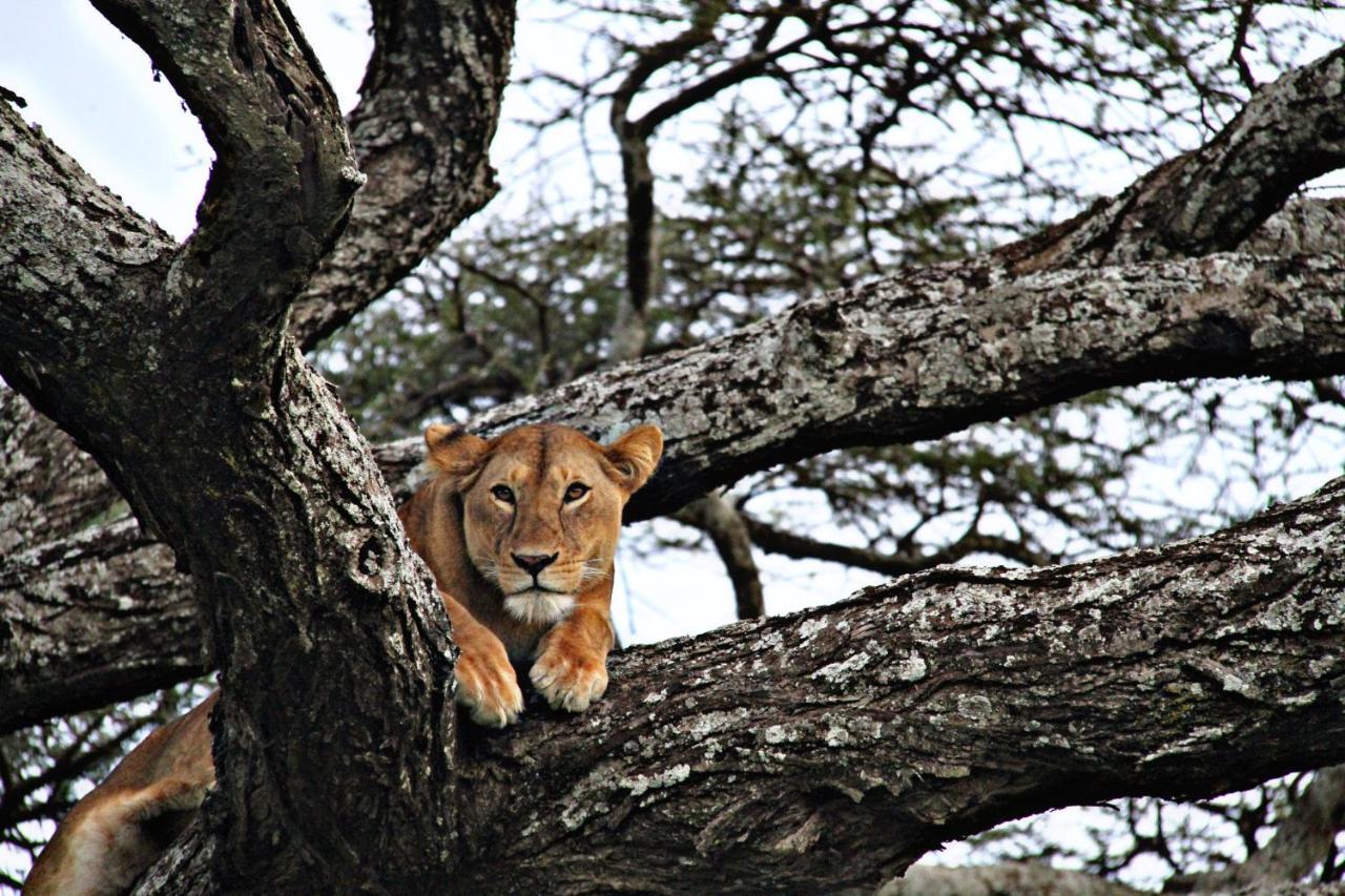 Arusha Holiday Safari Zewnętrze zdjęcie