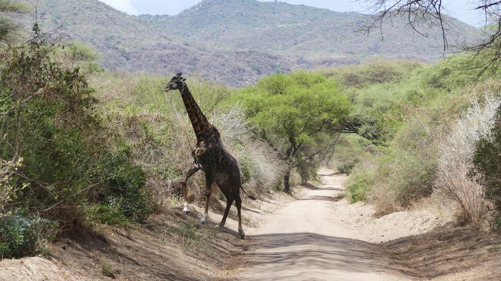 Arusha Holiday Safari Zewnętrze zdjęcie