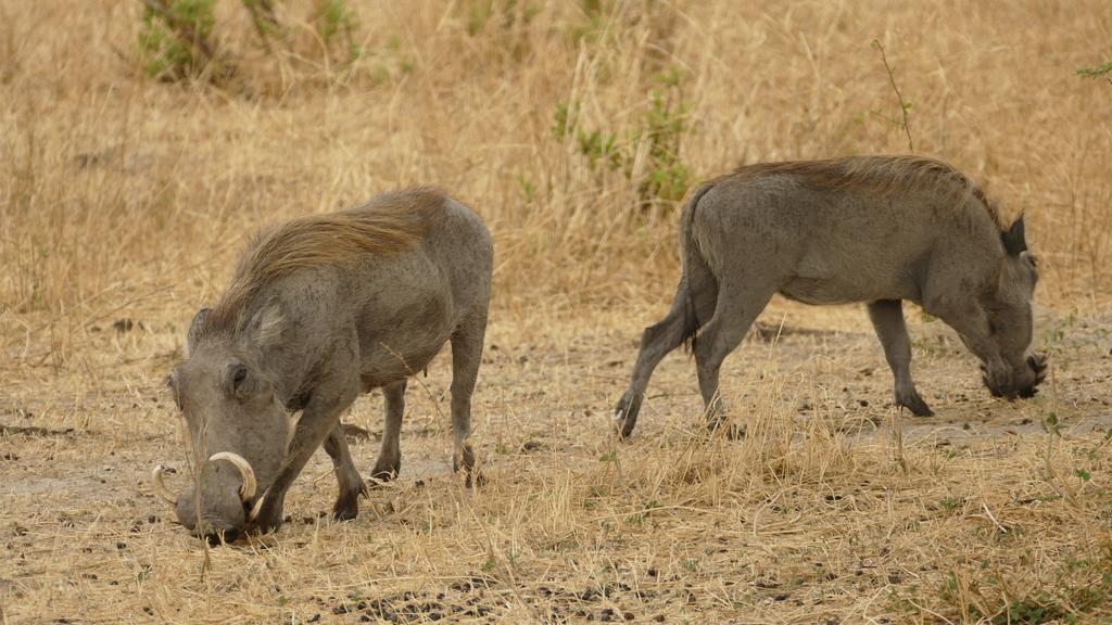 Arusha Holiday Safari Zewnętrze zdjęcie