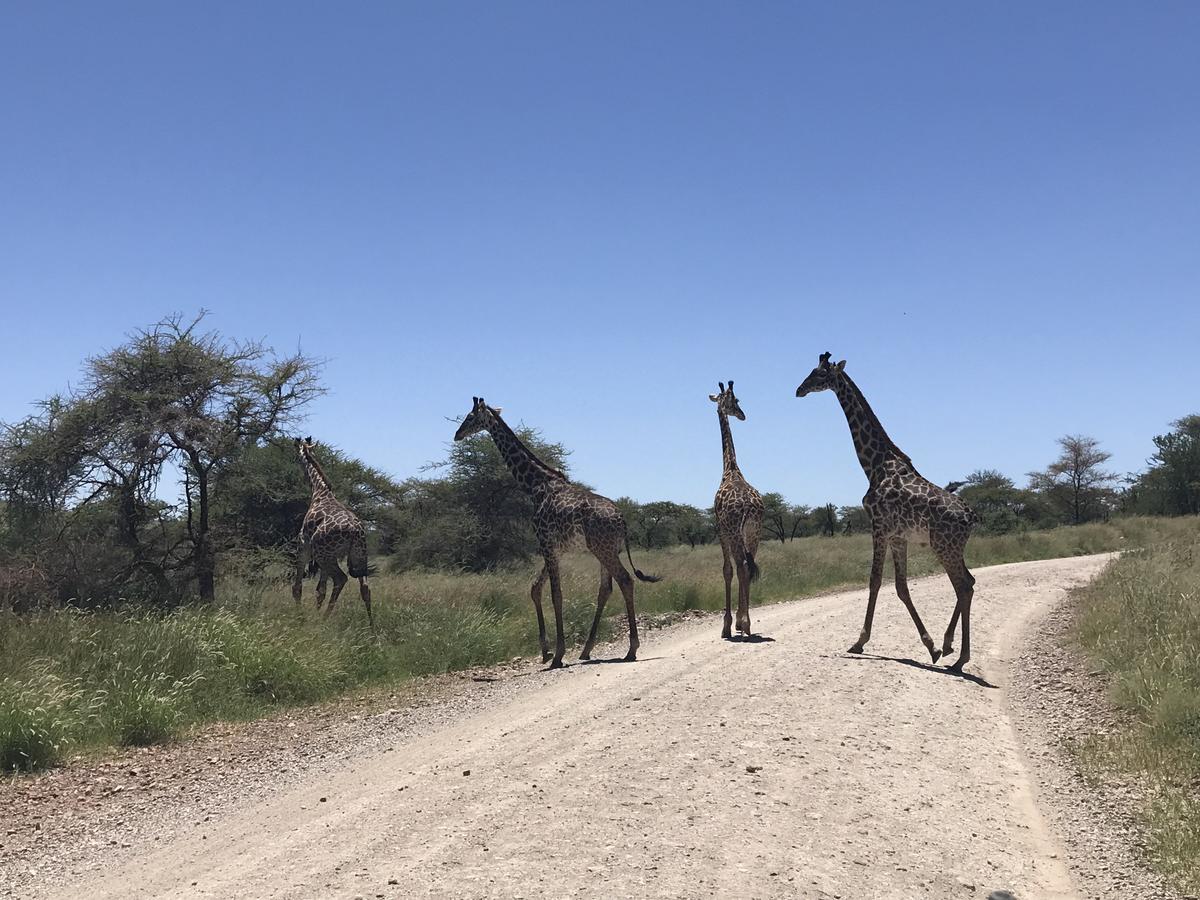 Arusha Holiday Safari Zewnętrze zdjęcie