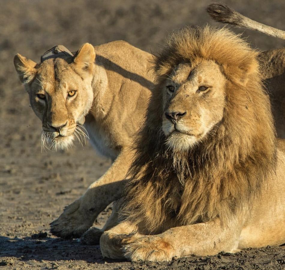 Arusha Holiday Safari Zewnętrze zdjęcie